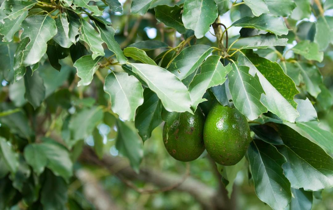 Hébergement de vacances L'ilet Cacao