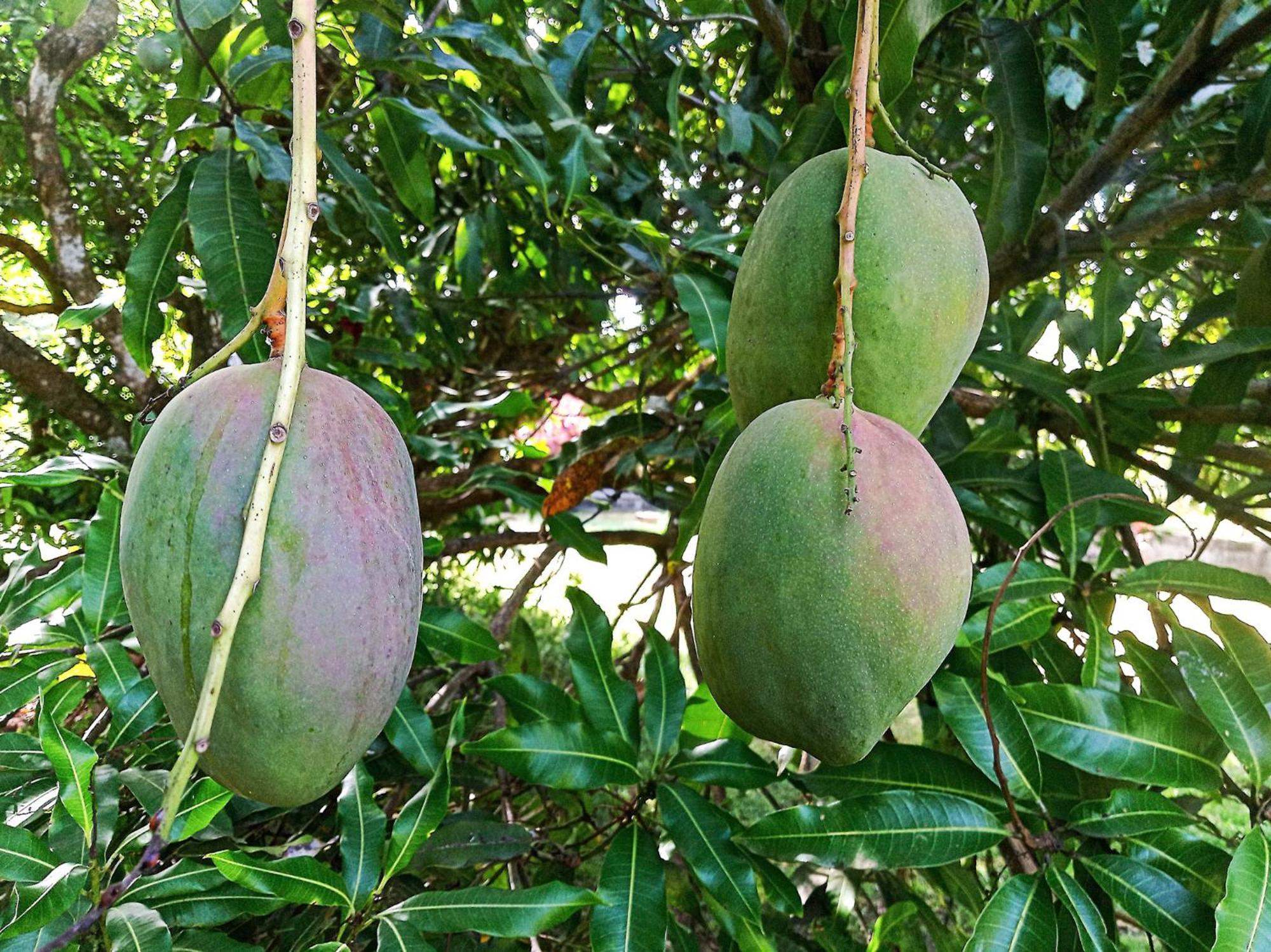 L'ilet Cacao Le Gosier (Grande-Terre)