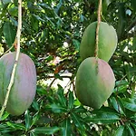 L\'Ilet Cacao